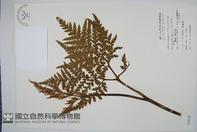 薄葉大陰地蕨藏品圖，第1張