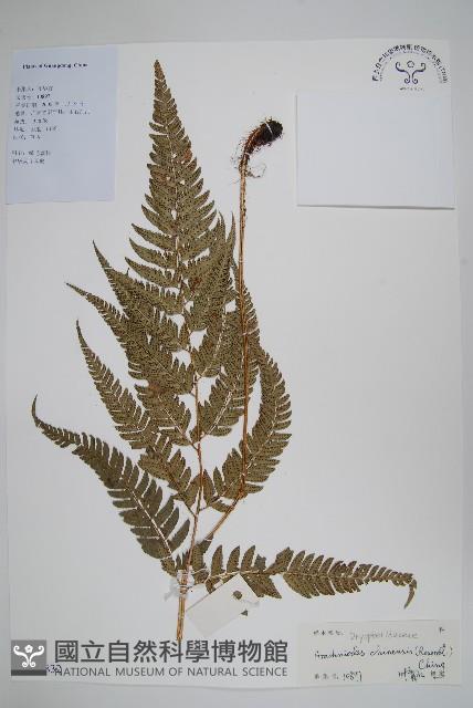 中華複葉耳蕨藏品圖，第1張