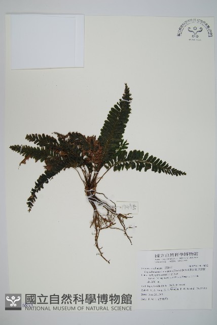 菲律賓厚葉蕨藏品圖，第1張