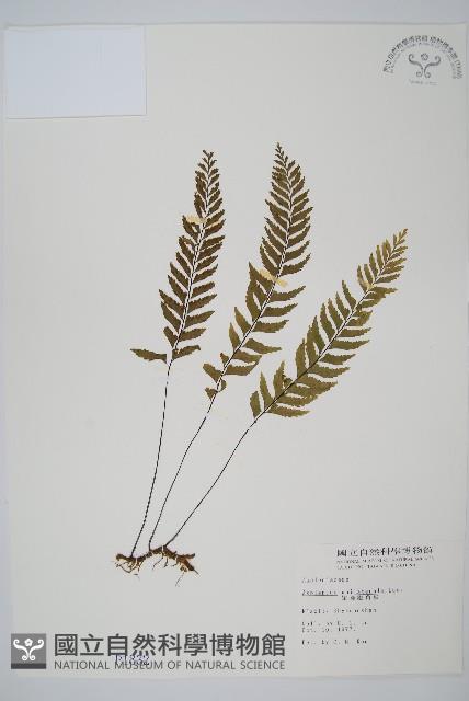 單邊鐵角蕨藏品圖，第1張