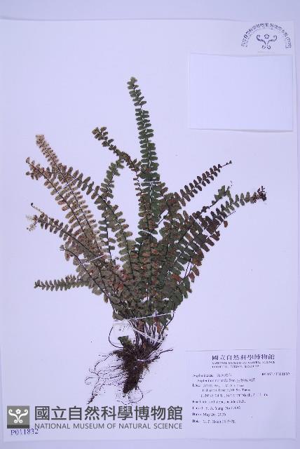 生芽鐵角蕨藏品圖，第1張