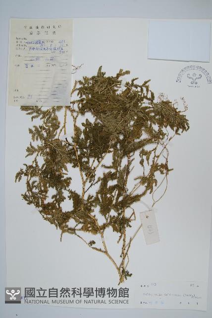 全緣卷柏藏品圖，第1張