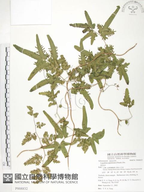 海金沙藏品圖，第1張