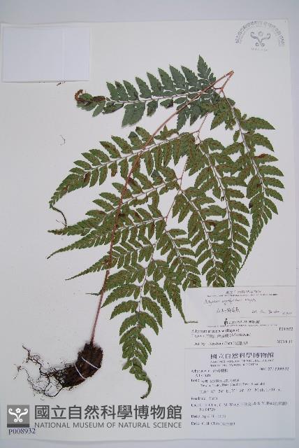 紅柄蹄蓋蕨藏品圖，第1張