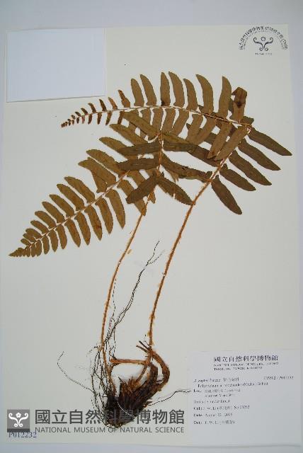 登錄號:P012232藏品圖，第1張