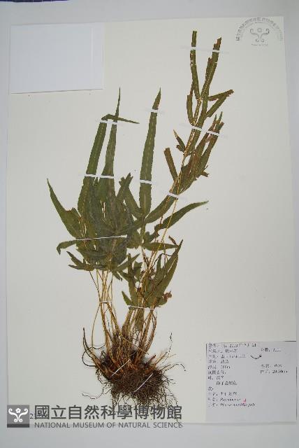 鳳尾蕨藏品圖，第1張