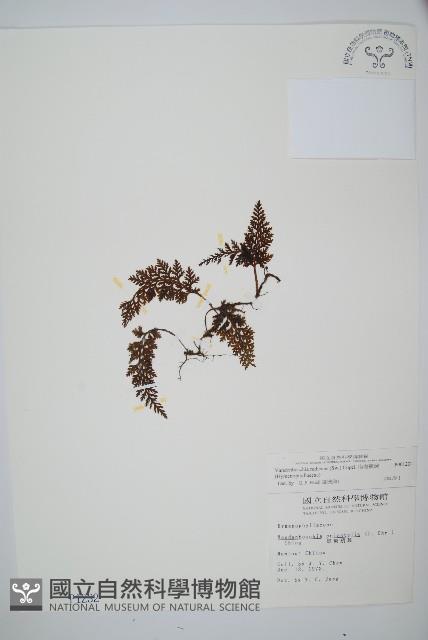 南海瓶蕨藏品圖，第1張