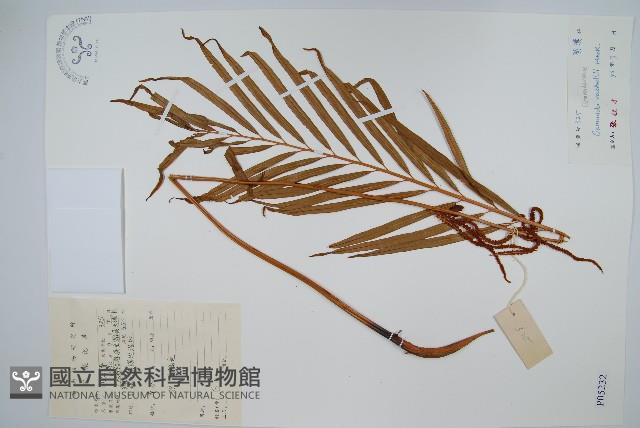 華南紫萁藏品圖，第1張