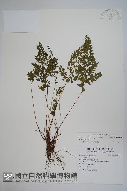 闊片鱗始蕨、錢氏鱗始蕨藏品圖，第1張