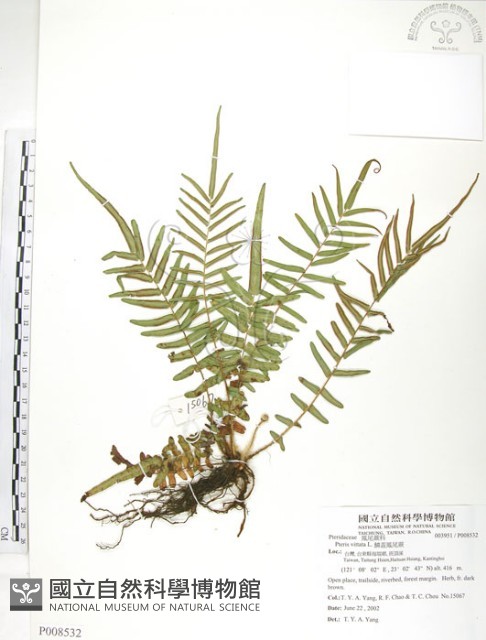 鱗蓋鳳尾蕨藏品圖，第1張