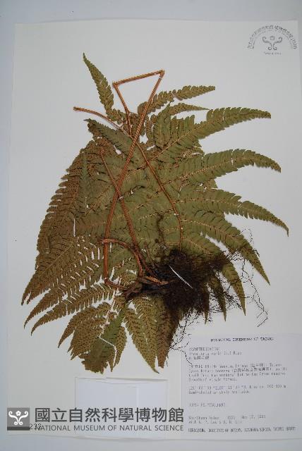 南海鱗毛蕨藏品圖，第1張