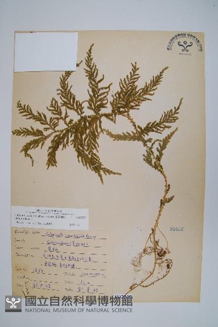 全緣卷柏藏品圖，第1張