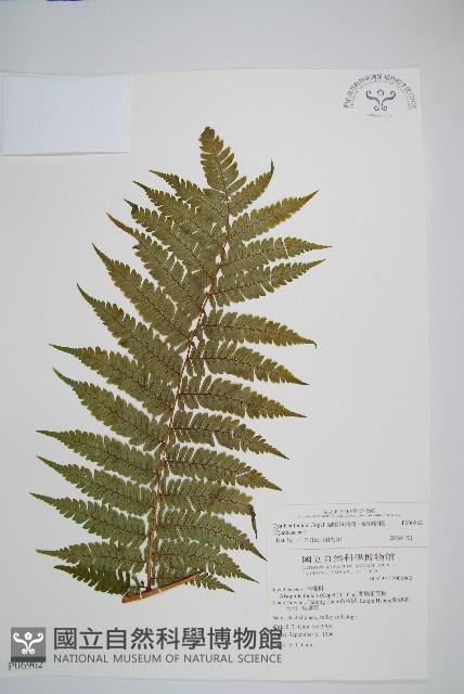 蘭嶼筆筒樹、蘭嶼桫欏藏品圖，第1張