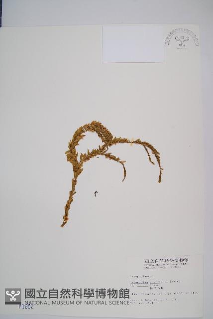 福氏石松藏品圖，第1張