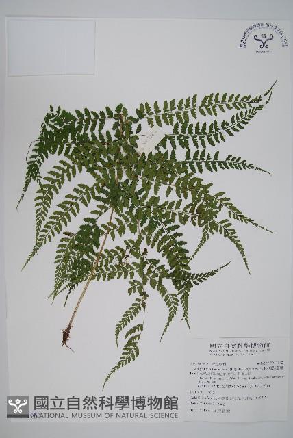 姬蹄蓋蕨藏品圖，第1張