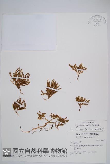 玉山石松藏品圖，第1張