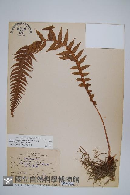 翅軸假金星蕨、短柄卵果蕨藏品圖，第1張