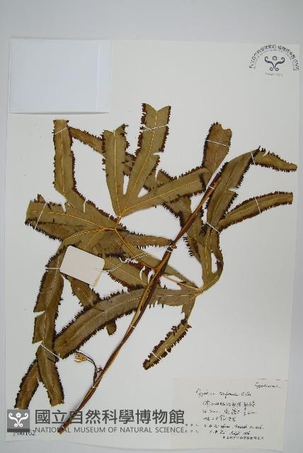 海南海金沙藏品圖，第1張