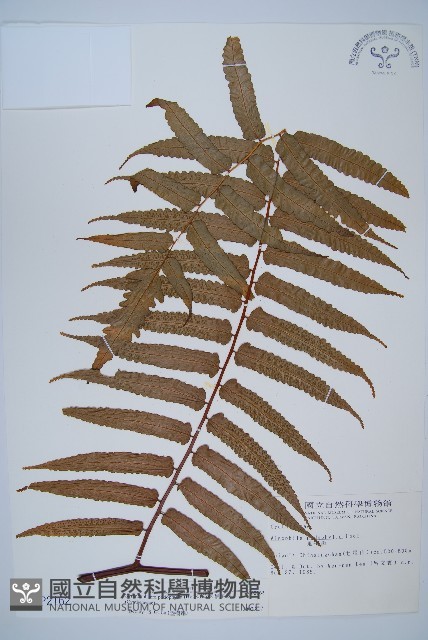 黑桫蕨藏品圖，第1張