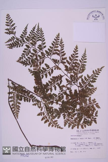 大鐵角蕨藏品圖，第1張