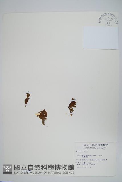 槐葉蘋藏品圖，第1張