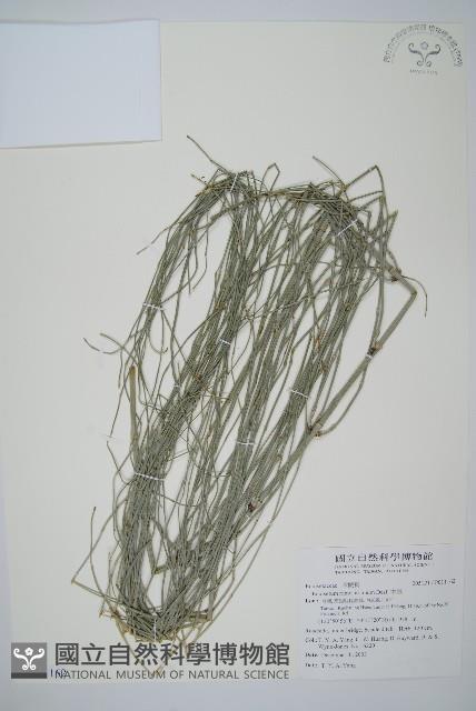 木賊藏品圖，第1張