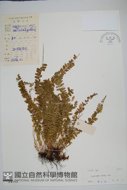 方柄鱗始蕨藏品圖，第1張