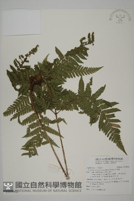 肋毛蕨藏品圖，第1張