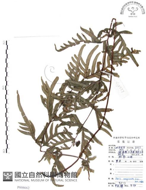 半邊羽裂鳳尾蕨藏品圖，第1張