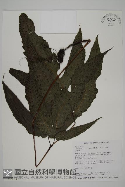 三叉蕨藏品圖，第1張