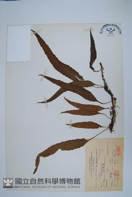 波氏星蕨藏品圖，第1張