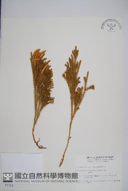 玉柏藏品圖，第1張