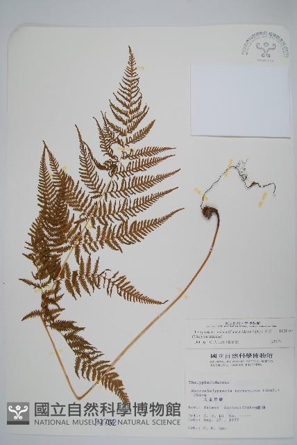 粗毛金星蕨藏品圖，第1張