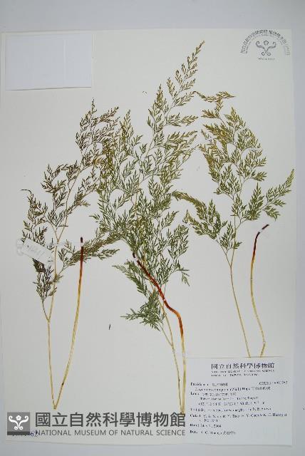 高山金粉蕨藏品圖，第1張