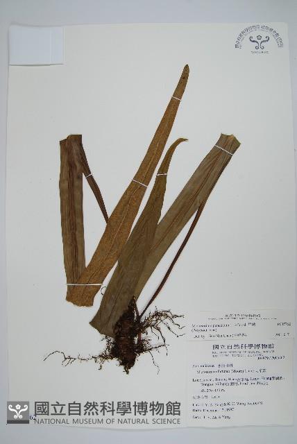 星蕨藏品圖，第1張