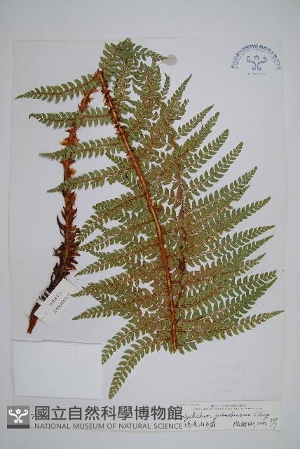 雞足山耳蕨藏品圖，第1張