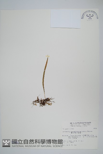 擬烏蘇里瓦葦藏品圖，第1張