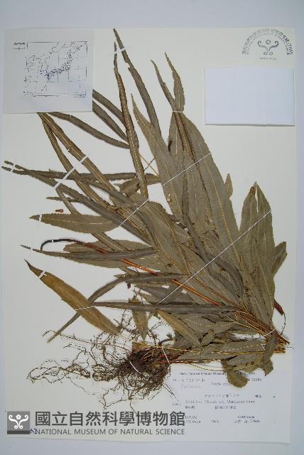 大葉鳳尾蕨藏品圖，第1張