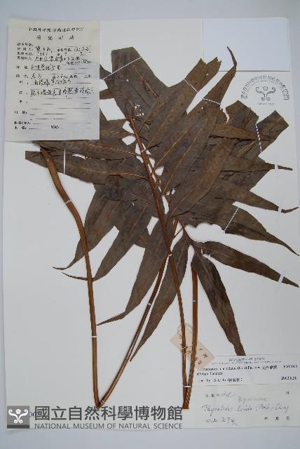 光亮瘤蕨藏品圖，第1張