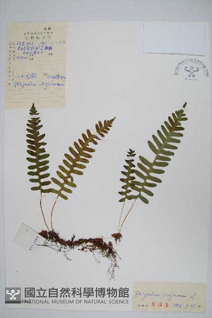 小水龍骨藏品圖，第1張