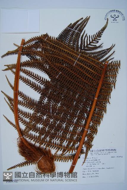 登錄號:P009762藏品圖，第1張