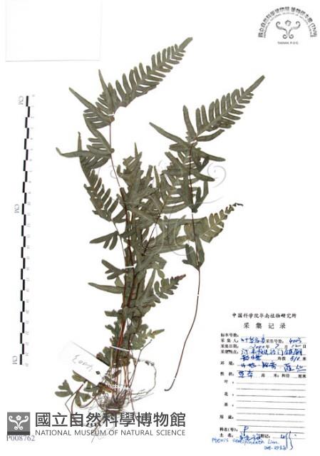 半邊羽裂鳳尾蕨藏品圖，第1張