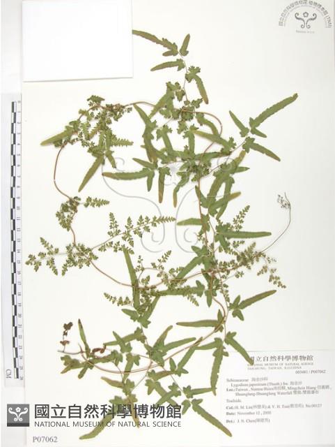 Japanese climbing fern Collection Image