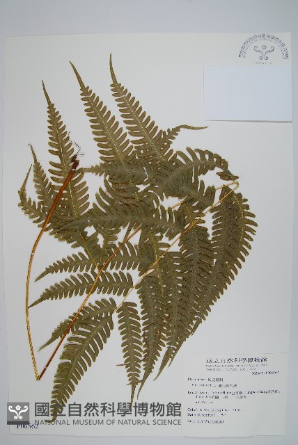 弧脈鳳尾蕨藏品圖，第1張