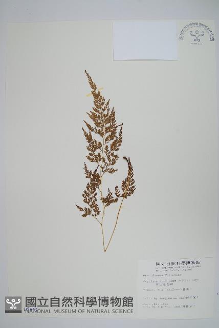 高山金粉蕨藏品圖，第1張