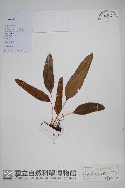 圓頂假瘤蕨藏品圖，第1張