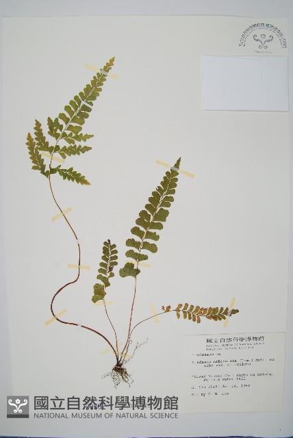 圓葉陵齒蕨藏品圖，第1張