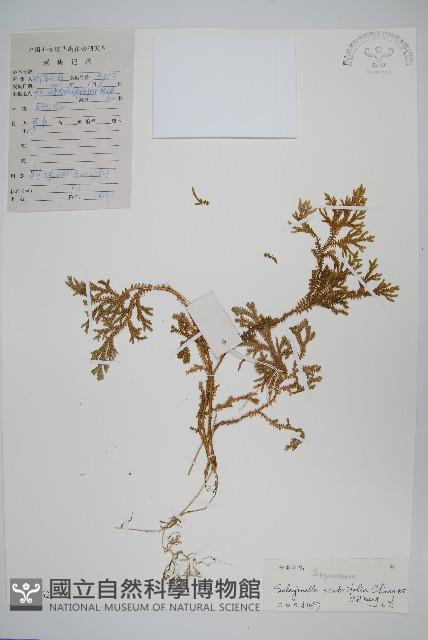 糙葉卷柏藏品圖，第1張