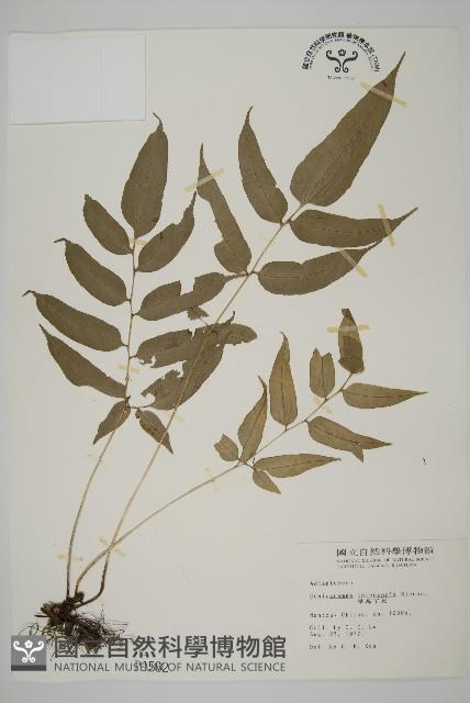 華鳳丫蕨藏品圖，第1張