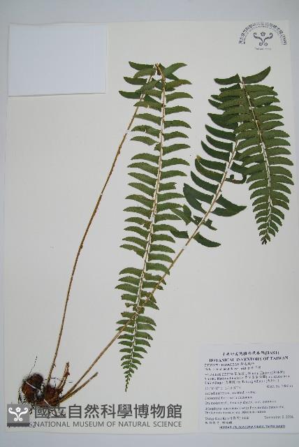 臺東耳蕨藏品圖，第1張